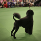 Image for article titled Canines and catwalks: The Westminster Dog Show meets New York Fashion Week